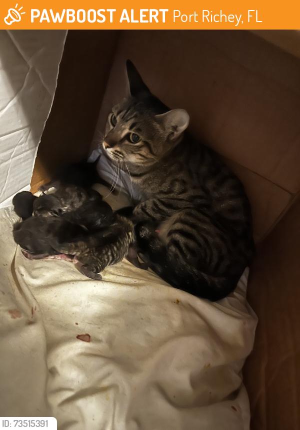 Found/Stray Female Cat last seen Near US-19, Port Richey, FL 34668, Port Richey, FL 34653