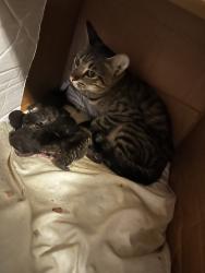 Found/Stray Female Cat last seen Near US-19, Port Richey, FL 34668, Port Richey, FL 34653