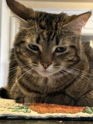 Reunited Unknown Cat last seen State and center, Saginaw Township North, MI 48603