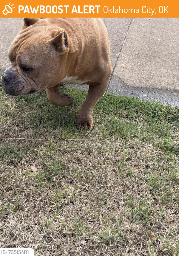 Found/Stray Male Dog last seen Puckford ln and kingsgate dr, Oklahoma City, OK 73159