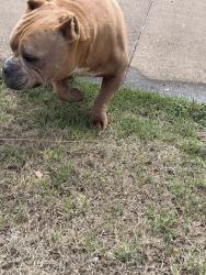 Found/Stray Male Dog last seen Puckford ln and kingsgate dr, Oklahoma City, OK 73159