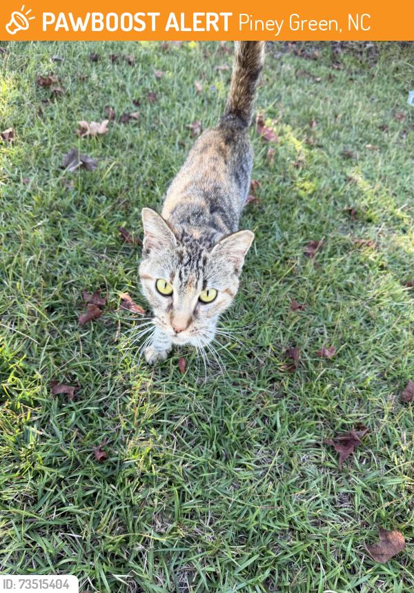 Found/Stray Unknown Cat last seen Indigo Johnston Dr, Piney Green, NC 28544