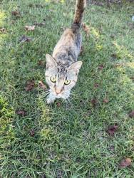 Found/Stray Unknown Cat last seen Indigo Johnston Dr, Piney Green, NC 28544