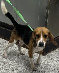 Reunited Male Dog last seen port st. lucie, Port St. Lucie, FL 34986