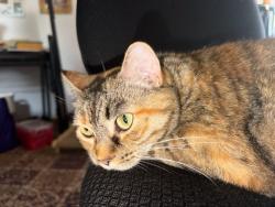 Lost Female Cat last seen Garfield Park, Everett, WA 98201