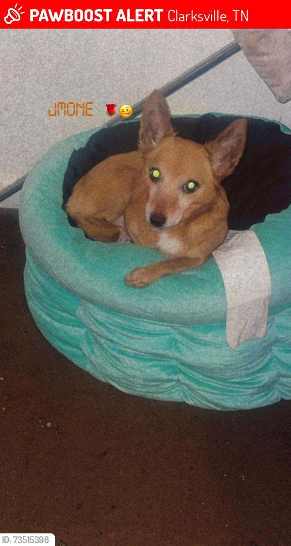 Lost Female Dog last seen Miller apmts, Clarksville, TN 37042