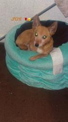 Lost Female Dog last seen Miller apmts, Clarksville, TN 37042