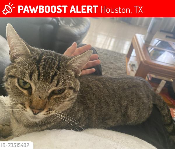 Lost Male Cat last seen Mission Elementary School, Houston, TX 77083