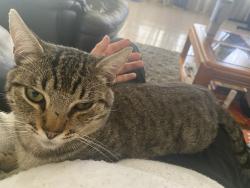 Lost Male Cat last seen Mission Elementary School, Houston, TX 77083