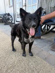 Found/Stray Male Dog last seen 185th Ave. in Glendale, Waddell, AZ 85355