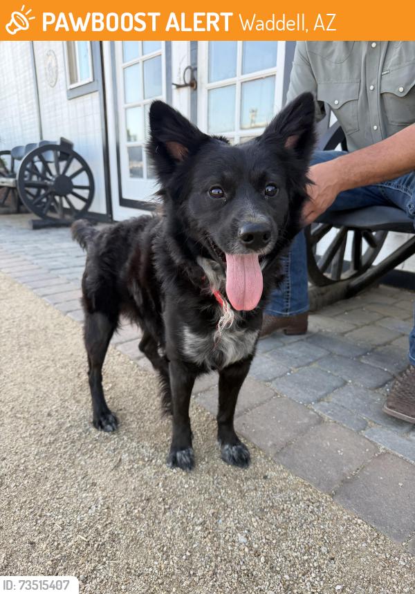 Found/Stray Male Dog last seen 185th Ave. in Glendale, Waddell, AZ 85355