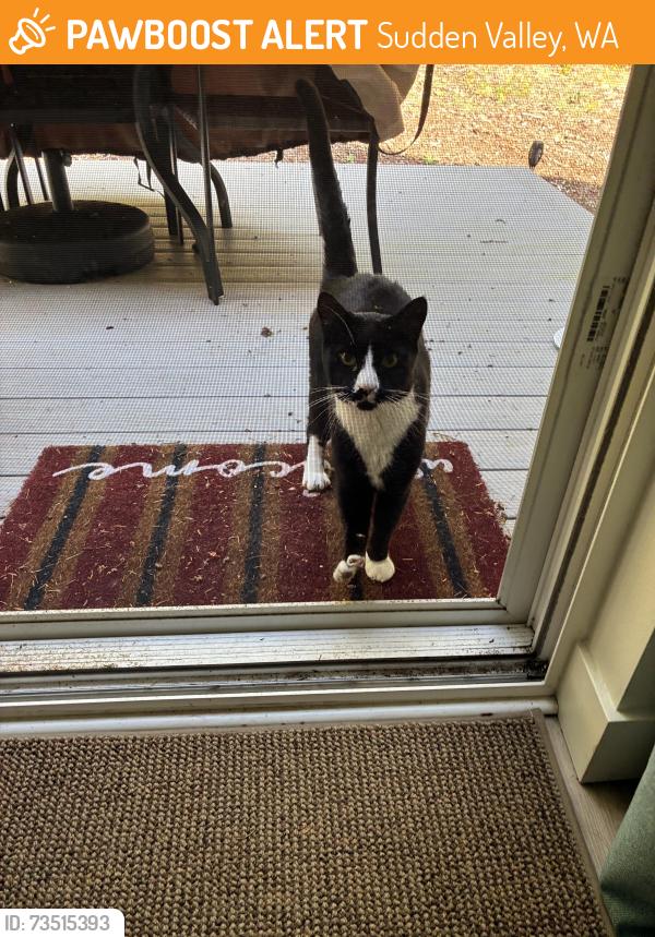 Found/Stray Male Cat last seen Sudden Valley, Stable Lane, Sudden Valley, WA 98229