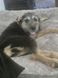 Reunited Female Dog last seen Ball sunkist, Anaheim, CA 92806