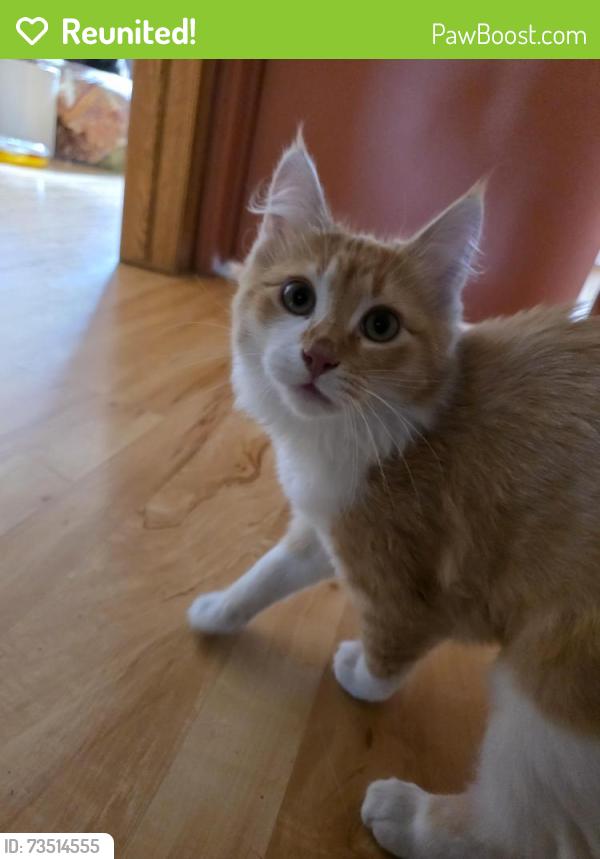 Reunited Female Cat last seen Near 35 Ave SE, Calgary, AB T2B 2J5