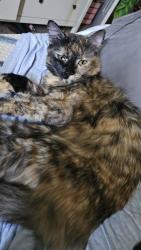 Lost Female Cat last seen 15th st and Oak, Phoenix, AZ 85006
