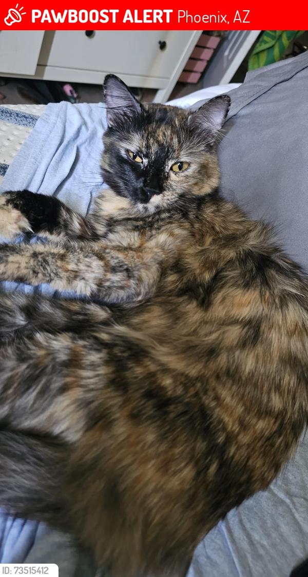 Lost Female Cat last seen 15th st and Oak, Phoenix, AZ 85006
