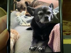 Reunited Male Dog last seen Stone Valley Drive, Stone Valley Ranch, South of Waterloo and Midwest, Edmond, OK 73034