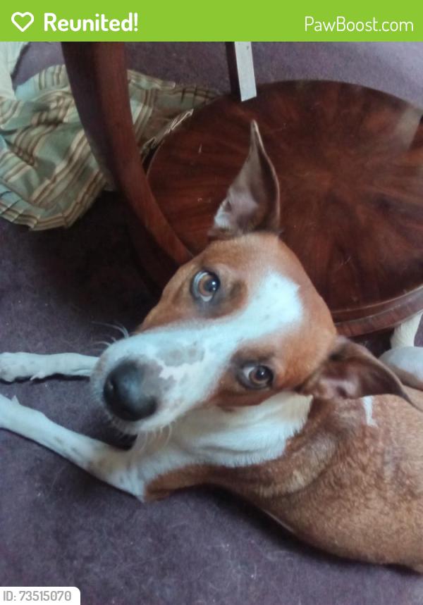 Reunited Female Dog last seen W Reno & Out West Trail, Yukon, OK 73099