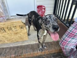 Found/Stray Male Dog last seen Near the Piedmont dump, Piedmont, SC 29673