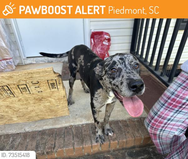 Found/Stray Male Dog last seen Near the Piedmont dump, Piedmont, SC 29673