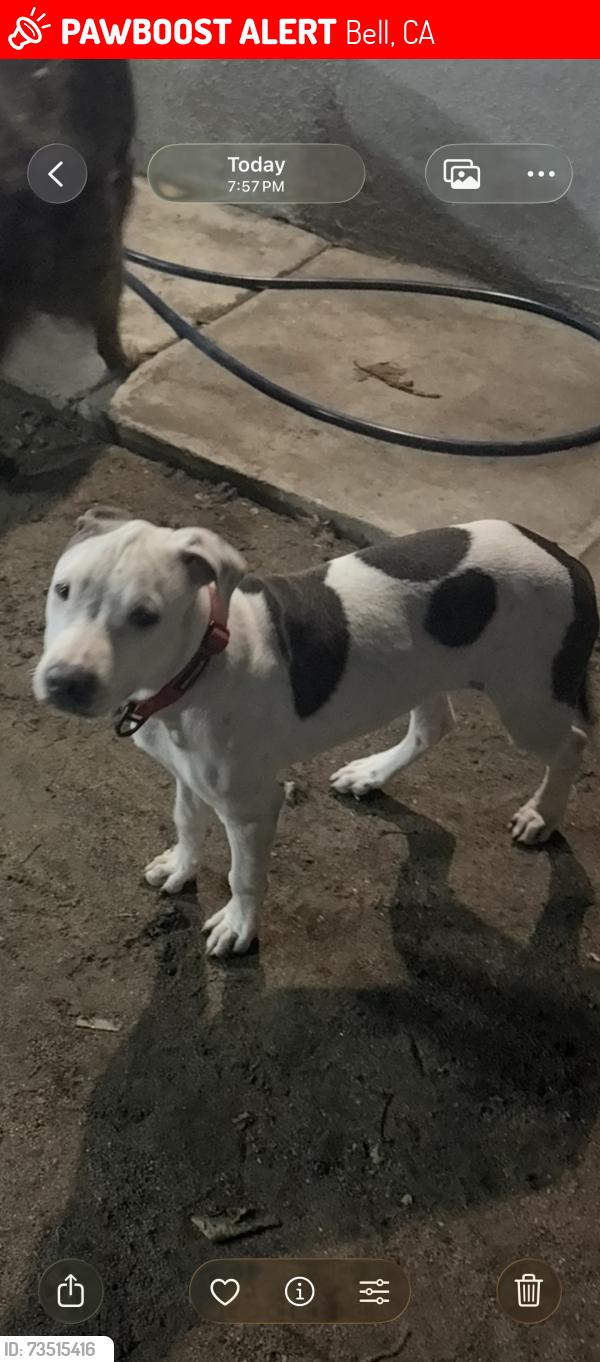 Lost Female Dog last seen Near beck ave bell, ca 90201, Bell, CA 90201