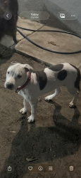 Lost Female Dog last seen Near beck ave bell, ca 90201, Bell, CA 90201