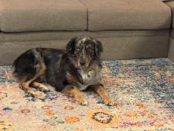 Reunited Male Dog last seen 59th and Post, Oklahoma City, OK 73150