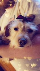 Reunited Female Dog last seen Leaksville United Methodist Church / Jay Street, Eden, NC 27288