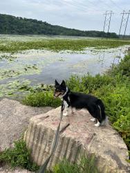 Reunited Female Dog last seen McKnight Road / 7th St, North Saint Paul, North Saint Paul, MN 55109