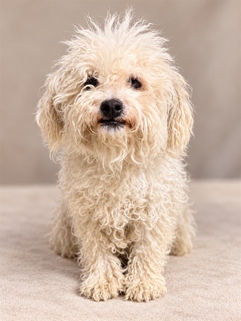 Shelter Stray Female Dog last seen , 38550 Sierra Hwy, Palmdale, CA 93550, USA