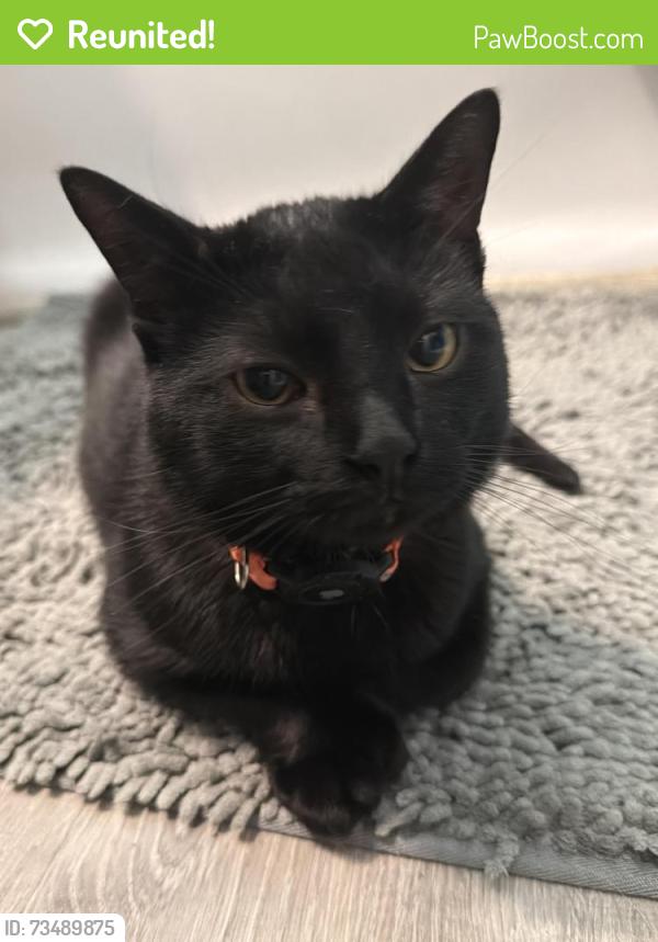 Reunited Male Cat last seen Dannemiller Ave SW, Canton, OH 44710