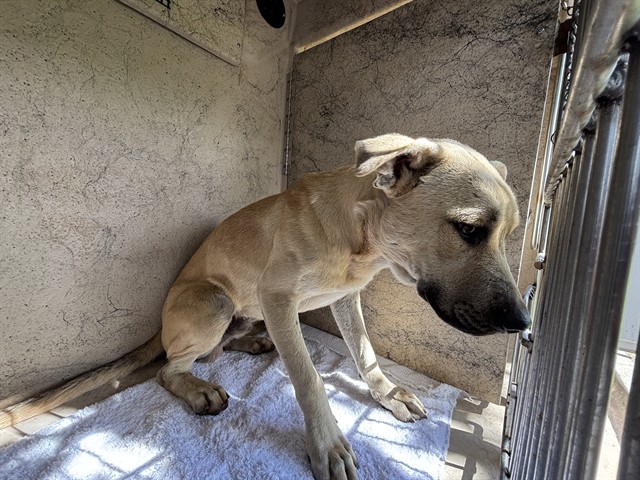 Shelter Stray Male Dog last seen Near BLOCK SW 49TH ST, OKLAHOMA CITY OK 73109, 2811 SE 29th St, Oklahoma City, OK 73129, USA