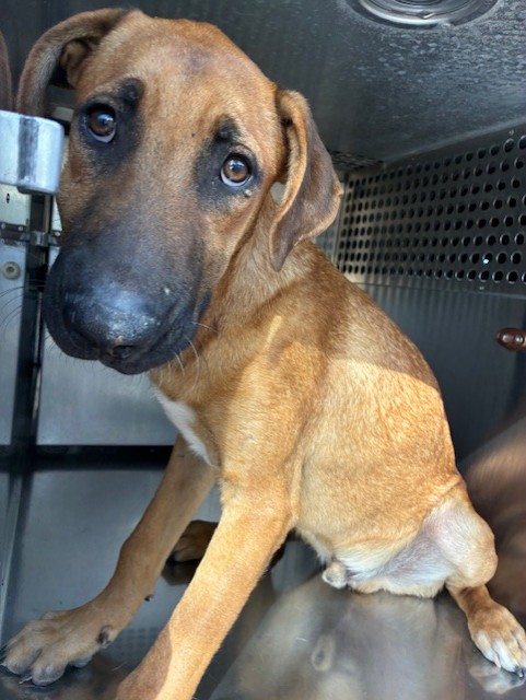 Shelter Stray Male Dog last seen DOBBINS RD AND S 35TH AVE, 2500 S 27th Ave, Phoenix, AZ 85009, USA