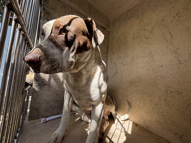 Shelter Stray Male Dog last seen Near BLOCK SW 49TH ST, OKLAHOMA CITY OK 73109, 2811 SE 29th St, Oklahoma City, OK 73129, USA