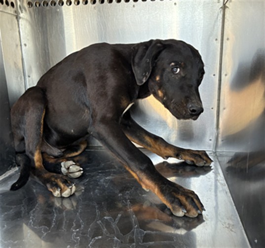 Shelter Stray Male Dog last seen INDIAN SCHOOL RD AND WINTERSBURG RD, 2500 S 27th Ave, Phoenix, AZ 85009, USA