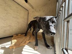 Shelter Stray Male Dog last seen Near BLOCK SW 49TH ST, OKLAHOMA CITY OK 73109, 2811 SE 29th St, Oklahoma City, OK 73129, USA