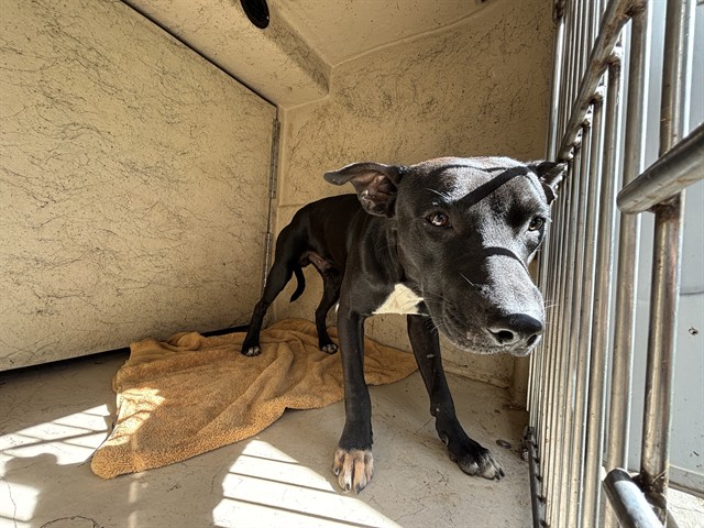 Shelter Stray Male Dog last seen Near BLOCK SW 49TH ST, OKLAHOMA CITY OK 73109, 2811 SE 29th St, Oklahoma City, OK 73129, USA