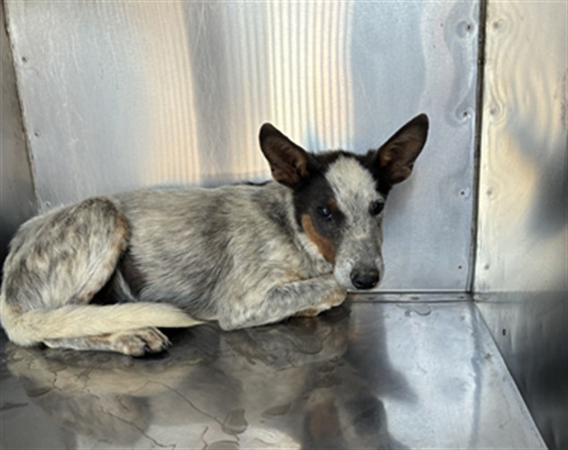 Shelter Stray Male Dog last seen INDIAN SCHOOL RD AND WINTERSBURG RD, 2500 S 27th Ave, Phoenix, AZ 85009, USA