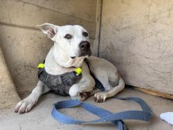 Shelter Stray Male Dog last seen Near BLOCK SANTA ROSA DR, OKLAHOMA CITY OK 73139, 2811 SE 29th St, Oklahoma City, OK 73129, USA