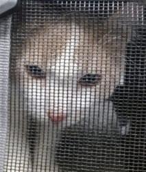 Shelter Stray Male Cat last seen , 2811 SE 29th St, Oklahoma City, OK 73129, USA