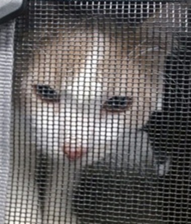 Shelter Stray Male Cat last seen , 2811 SE 29th St, Oklahoma City, OK 73129, USA