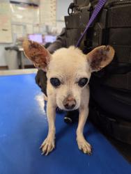 Shelter Stray Female Dog last seen 91ST AVE AND NORTHERN AVE, 2500 S 27th Ave, Phoenix, AZ 85009, USA