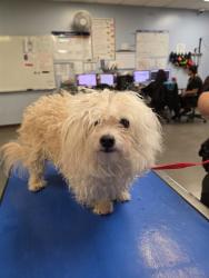 Shelter Stray Male Dog last seen CACTUS RD AND BULLARD AVE, 2500 S 27th Ave, Phoenix, AZ 85009, USA