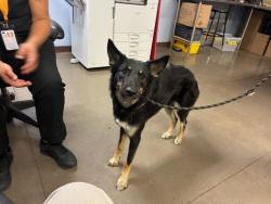 Shelter Stray Female Dog last seen COTTON LN AND GREENWAY RD, 2500 S 27th Ave, Phoenix, AZ 85009, USA