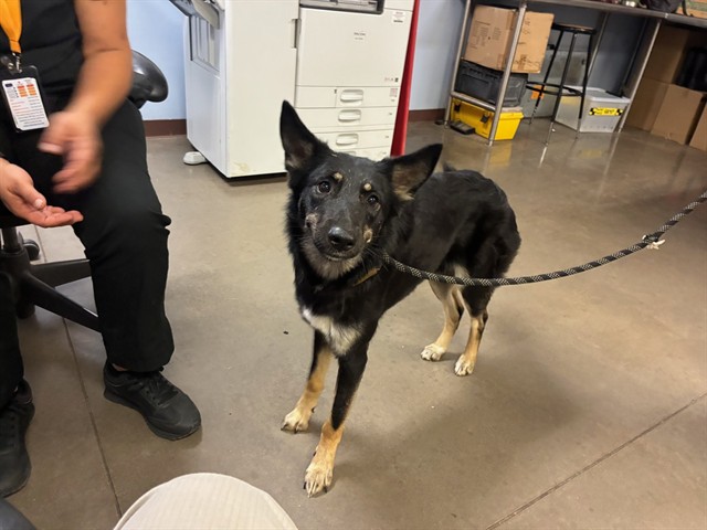 Shelter Stray Female Dog last seen COTTON LN AND GREENWAY RD, 2500 S 27th Ave, Phoenix, AZ 85009, USA