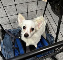 Shelter Stray Female Dog last seen , 3201 Lacy St, Los Angeles, CA 90031, USA