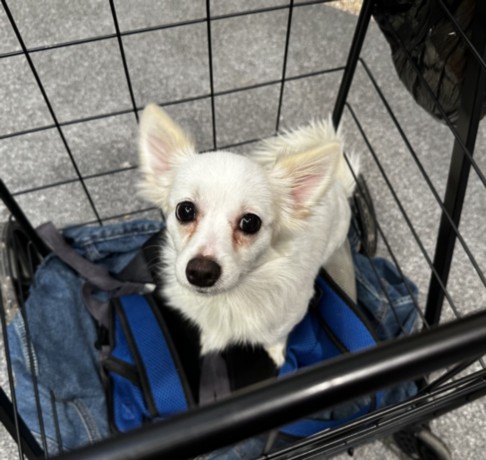 Shelter Stray Female Dog last seen , 3201 Lacy St, Los Angeles, CA 90031, USA