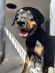 Shelter Stray Female Dog last seen HUSEMAN, 31078 LA-36, Lacombe, LA 70445, USA