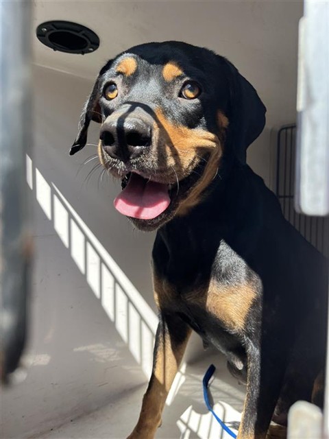 Shelter Stray Female Dog last seen HUSEMAN, 31078 LA-36, Lacombe, LA 70445, USA