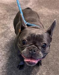 Shelter Stray Female Dog last seen PERALTA AVE & AMERICAN AVE, 2127 Front St, Sacramento, CA 95818, USA